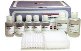 HiYield 96-Well Genomic DNA Extraction Kit (Plant)