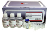 HiYield Viral Nucleic Acid Extraction Kit - Click Image to Close