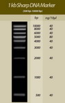 1 Kb Sharp DNA Marker