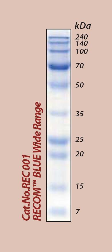 RECOM BLUE Wide Range Protein Marker - Click Image to Close