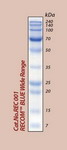 RECOM BLUE Wide Range Protein Marker