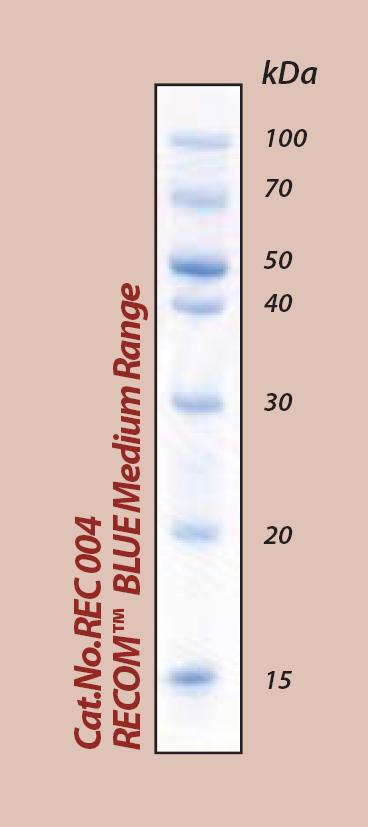 RECOM BLUE Medium Range Protein Marker