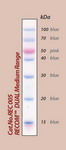 RECOM DUAL Medium Range Protein Marker